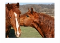 032607_9739m Horses Kissing